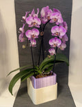 Orchid One – Lilac Edition