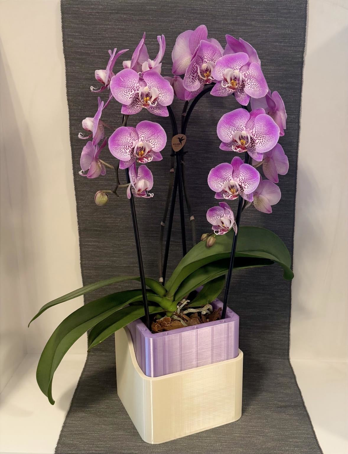 Orchid One – Lilac Edition