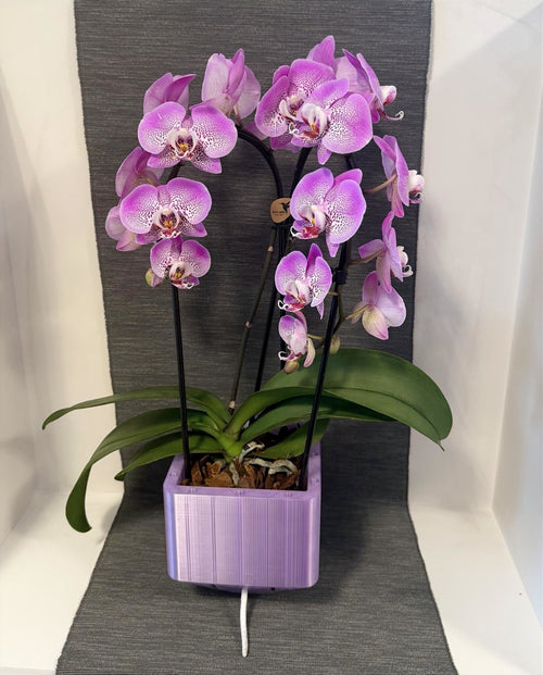 Orchid One – Lilac Edition